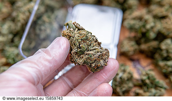 checking the quality of marijuana buds in the male hand. Quality
