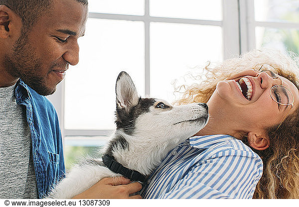 Cheerful couple playing with Siberian Husky at home