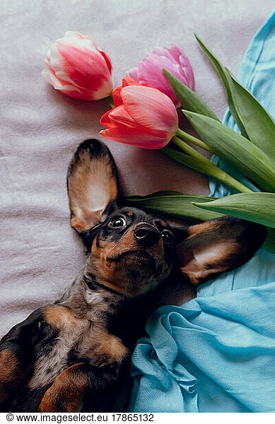 Cheerful dachshund puppy with flowers.