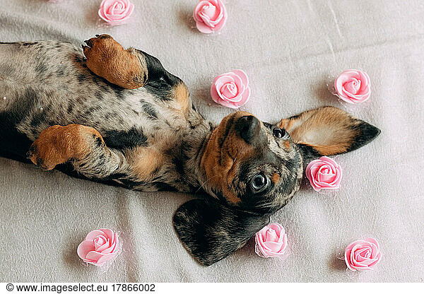 Cheerful dachshund puppy with flowers.