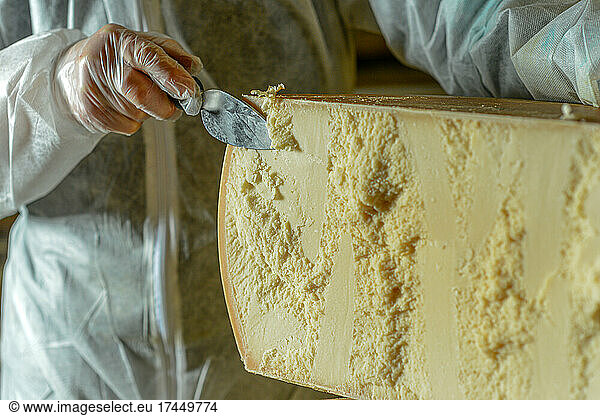 Cheese dairy master cutting a parmesan cheese wheel at the dairy