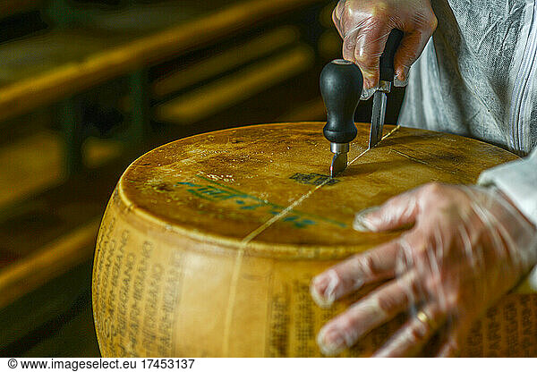 Cheese dairy master cutting a parmesan cheese wheel at the dairy