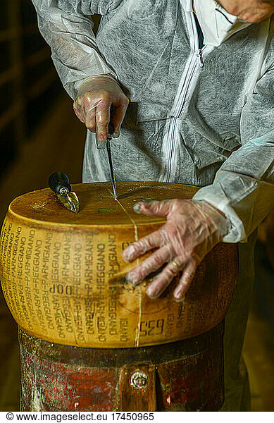 Cheese dairy master cutting a parmesan cheese wheel at the dairy
