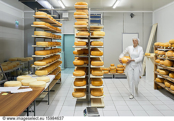 Cheese factory blurred female worker with cheese wheel in storeroom