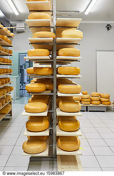 Cheese factory  cheese wheels maturing in shelf