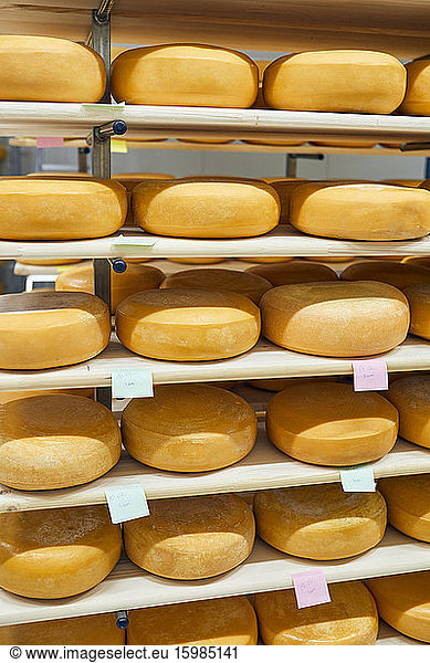 Cheese factory  cheese wheels maturing in shelf