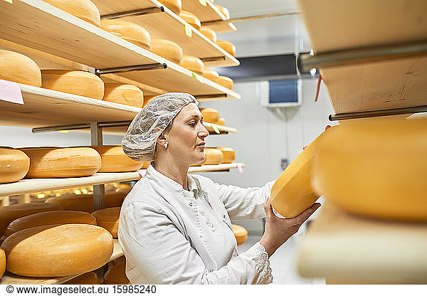 Cheese factory  female worker with cheese wheel in storeroom