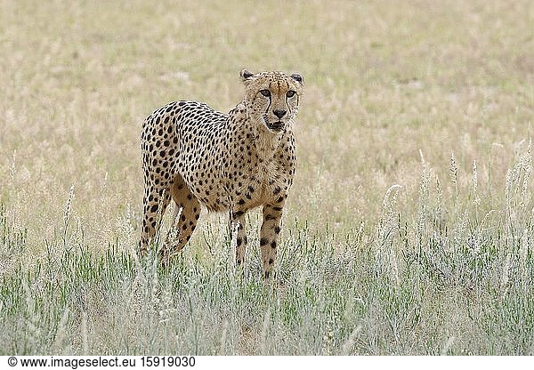 Cheetah (Acinonyx jubatus)  adult male  standing in the high grass  alert  Kgalagadi Transfrontier Park  Northern Cape  South Africa  Africa.