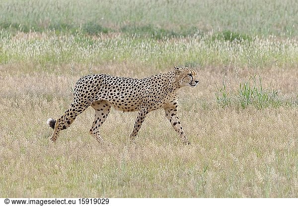 Cheetah (Acinonyx jubatus)  adult male  walking in the grass  Kgalagadi Transfrontier Park  Northern Cape  South Africa  Africa.