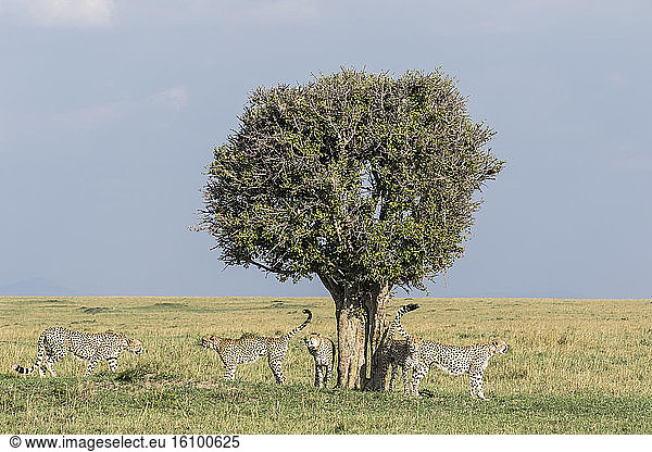 Cheetah (Acinonyx jubatus)  an association of 5 males marking their territory  Masai-Mara National Reserve  Kenya