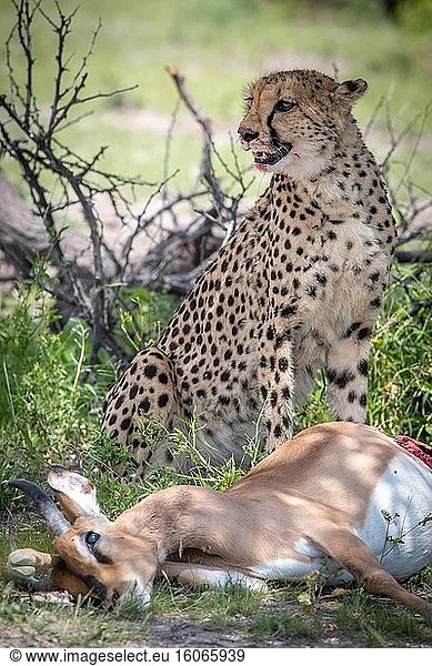 Cheetah (Acinonyx jubatus) eating in Etosha National Park  Namibia.