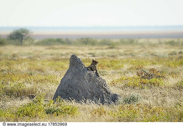 Cheetah (Acinonyx Jubatus) on top of termite hill. Etosha National Park  Namibia  Africa