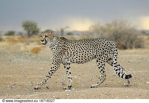 Cheetah (Acinonyx jubatus)  Quiver Tree Restcamp  Keetmanshoop  Karas Region  Namibia