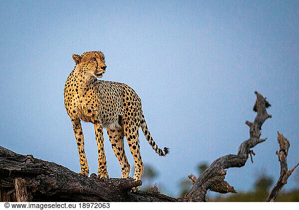 Cheetah  Acinonyx jubatus  standing on a fallen tree.