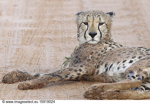 Cheetah (Acinonyx jubatus)  young adult male  lying in the middle of a dirt road  watchful  Kgalagadi Transfrontier Park  Northern Cape  South Africa  Africa.