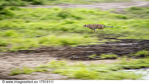 Cheetah Running at Full Speed to Hunt
