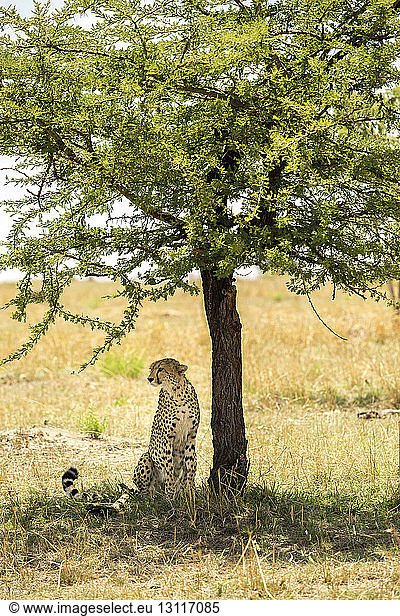Cheetah sitting by tree on field at Serengeti National Park
