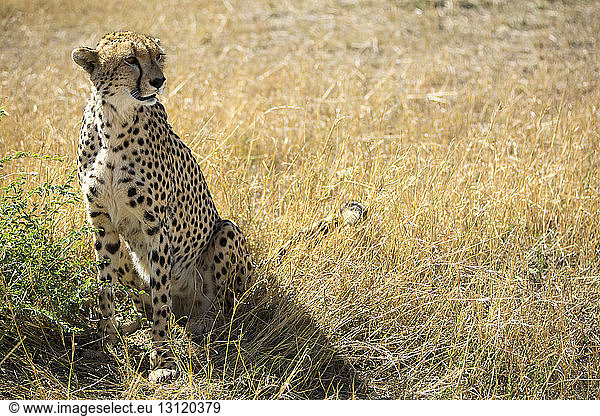 Cheetah sitting on grassy field during sunny day