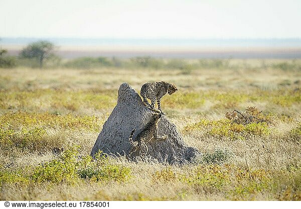 Cheetahs (Acinonyx Jubatus) play fighting around termite mount. Etosha National Park  Namibia  Afrika