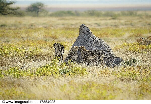 Cheetahs (Acinonyx Jubatus) standing in front of termite hill. Etosha National Park  Namibia  Africa
