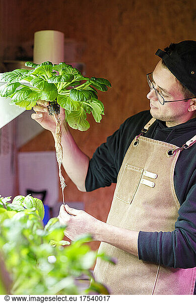 Chef checking vegetable plant roots in restaurant herb garden
