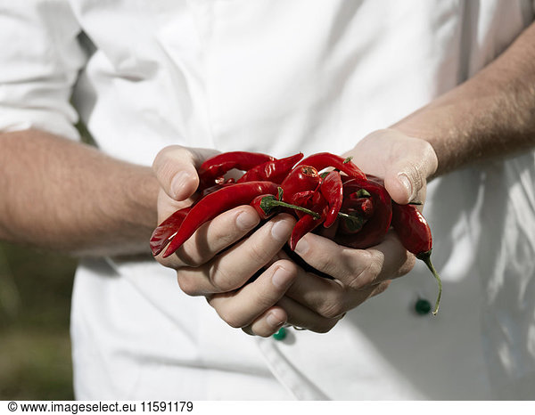 Chef holding chili peppers