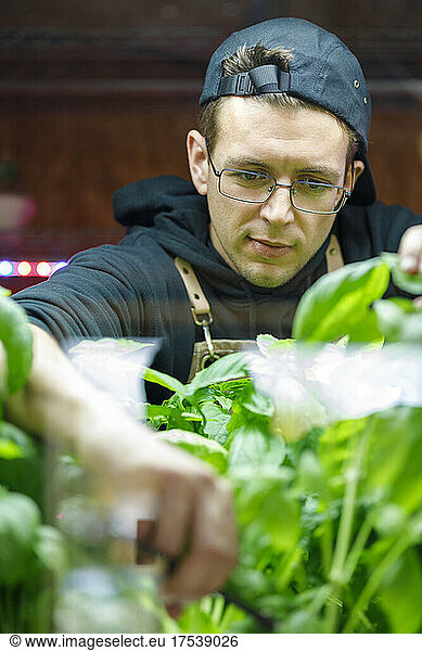 Chef with eyeglasses pruning vegetable plants at restaurant