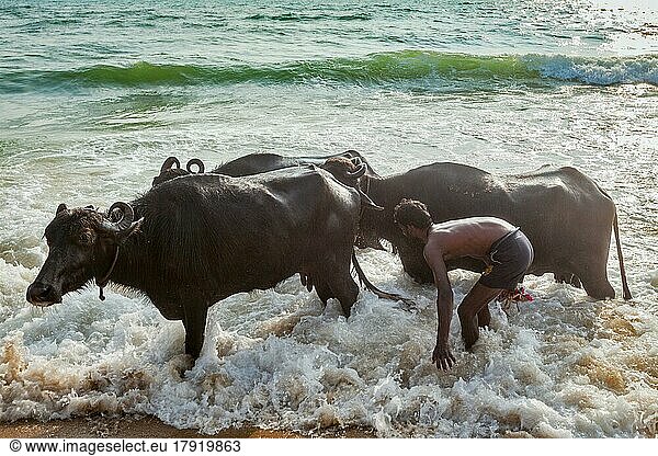 CHENNAI  INDIEN  10. FEBRUAR 2013: Ein Mann zermalmt morgens am Marina-Strand Kühe im Meer. Die Kuh ist im Hinduismus ein heiliges Tier