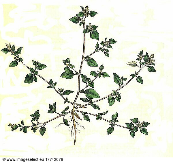 Chenopodium olidum  Gänsefuß  Historisch  digital restaurierte Reproduktion einer Vorlage aus dem 19. Jahrhundert