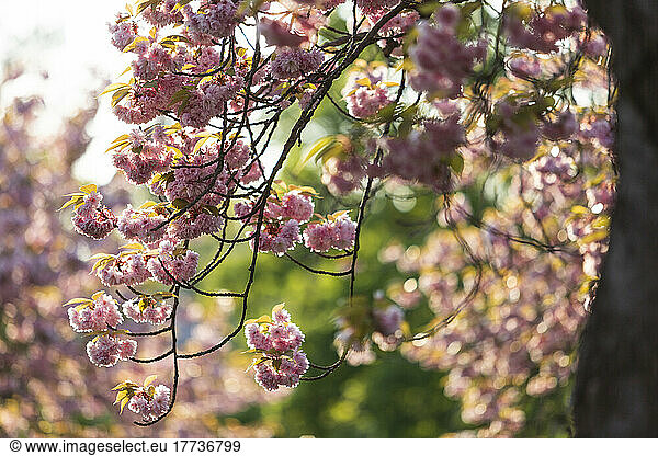 Cherry blossom branches in spring