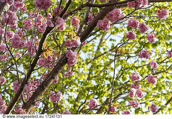 Cherry blossom  Japanese ornamental cherries  Magdeburg  Saxony-Anhalt  Germany  Europe