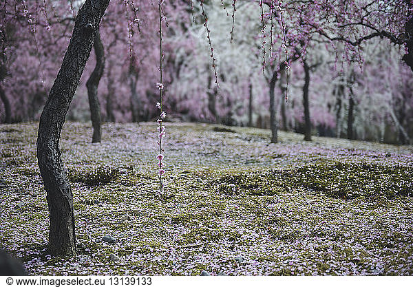 Cherry Blossom trees flowering in park