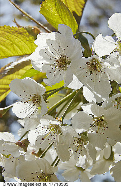 Cherry blossoms in April  Bishopsteignton  Teignmouth  Devon  Great Britain; Bishopsteignton  Teignmouth  Devon  England