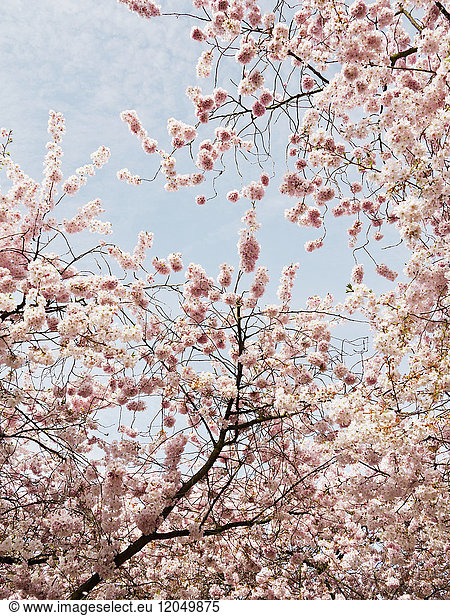 Cherry Blossoms  North Rhine-Westphalia  Germany
