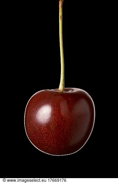 Cherry hanging before black