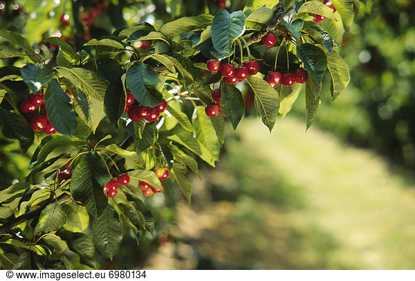 Cherry Orchard  Cherries Growing on Tree
