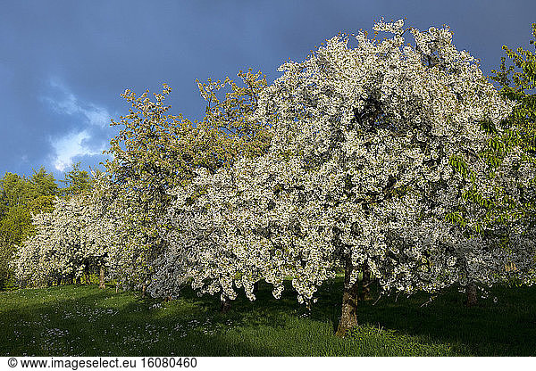 Cherry orchard in spring Franconia Bavaria Germany