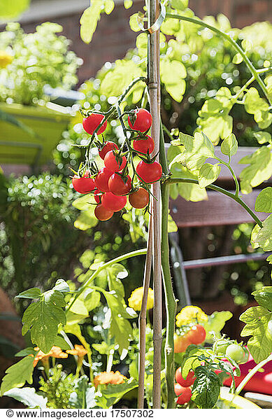 Cherry tomatoes cultivated in balcony garden