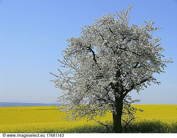 Cherry tree in blossom  rape field  field landscape in Kraichgau  BW.D