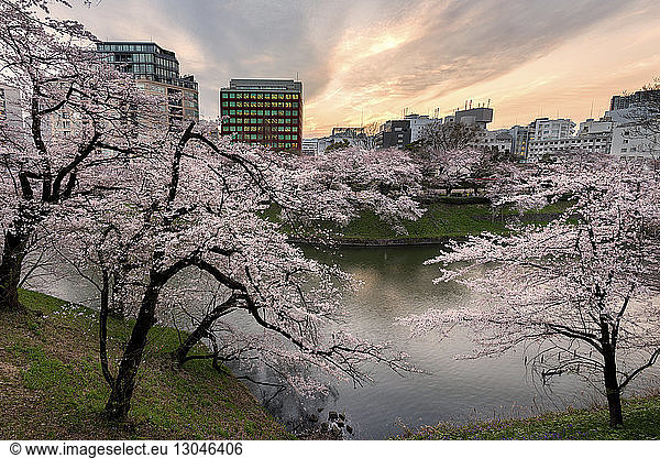 Cherry trees at riverbank against buildings in city