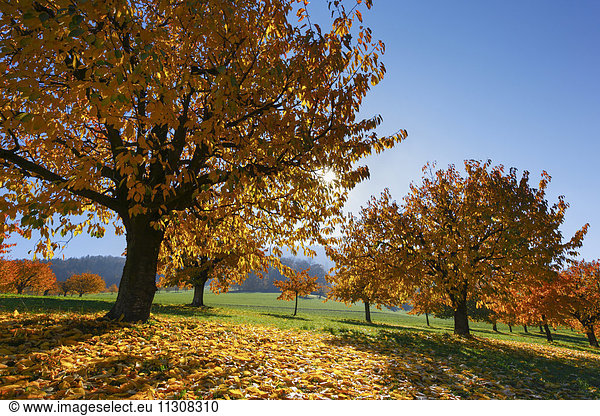 Cherry trees in autumn  Prunus avium  Baselland  Switzerland