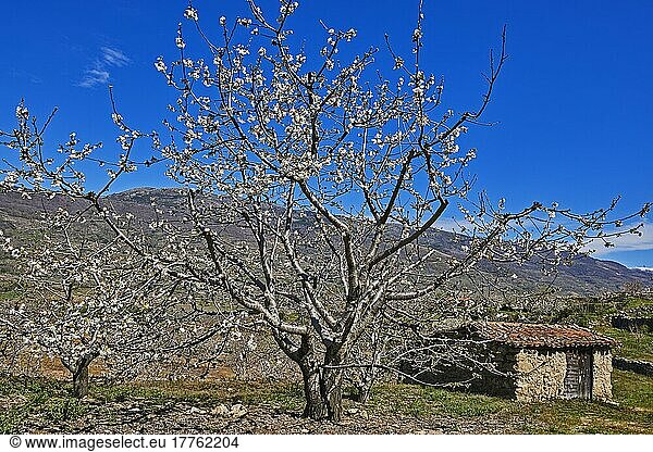 Cherry trees (Prunus cerasus)  cherry trees in full bloom  Jerte valley  Caceres province  Extremadura  Spain  Europe