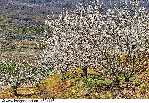 Cherry trees (Prunus cerasus)  Cherry trees in full blossom  Jerte Valley  Cáceres province  Extremadura  Spain.