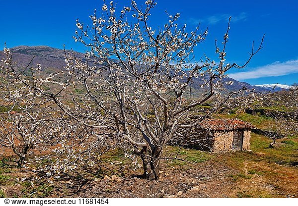 Cherry trees (Prunus cerasus)  Cherry trees in full blossom  Jerte Valley  Cáceres province  Extremadura  Spain.