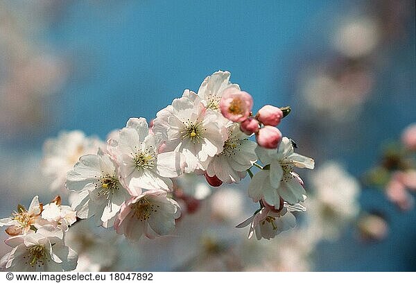 Cherry  Yoshino-Kirsche (Prunus x yedoensis)  Blüten  Rosengewächse  Rosaceae  Zierpflanzen  ornamental bloom  rosa  pink  Frühling  spring  Querformat  horizontal