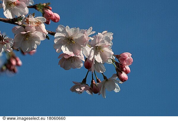 Cherry  Yoshino-Kirsche (Prunus x yedoensis)  Blüten  Rosengewächse  Rosaceae  Zierpflanzen  ornamental bloom  rosa  pink  Querformat  horizontal