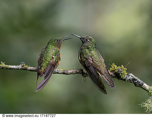 Chestnut-breasted Coronet (Boissonneaua matthewsii)  two birds confronting each other  Ecuador