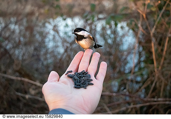Chickadee perches on man's fingers against bare branches and pond