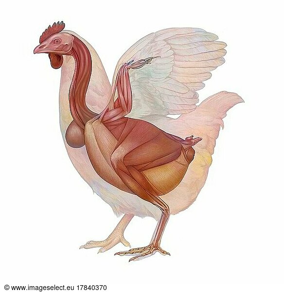 Chicken anatomy with its muscular system.