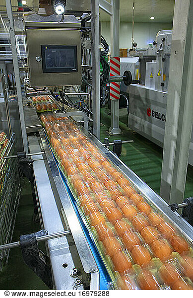 Chicken And Egg Production At Poultry. Factory of fresh eggs.